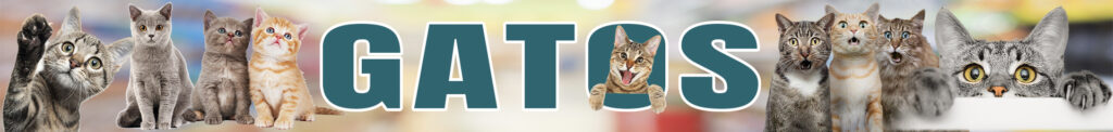 banner tienda secciones gatos