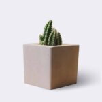 cactus2 free img.jpg