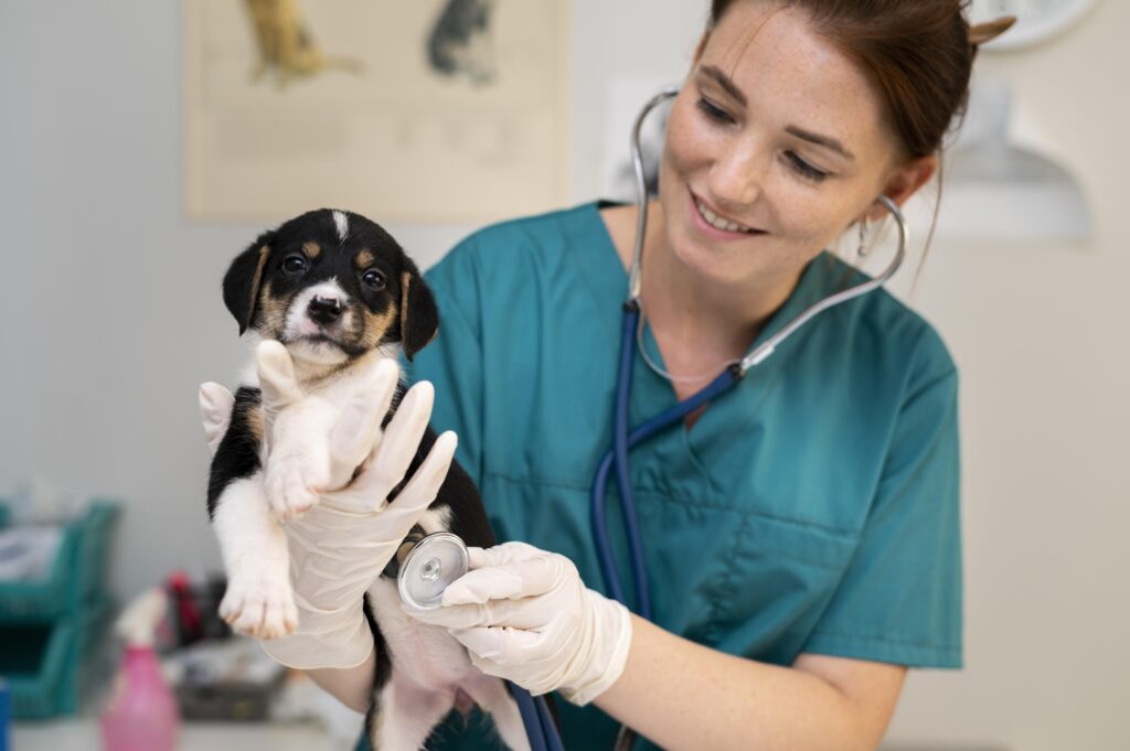 cerca de veterinario cuidando perro (1)