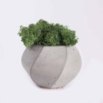 plant4 free img.jpg