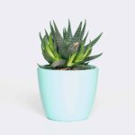 plant6 free img.jpg